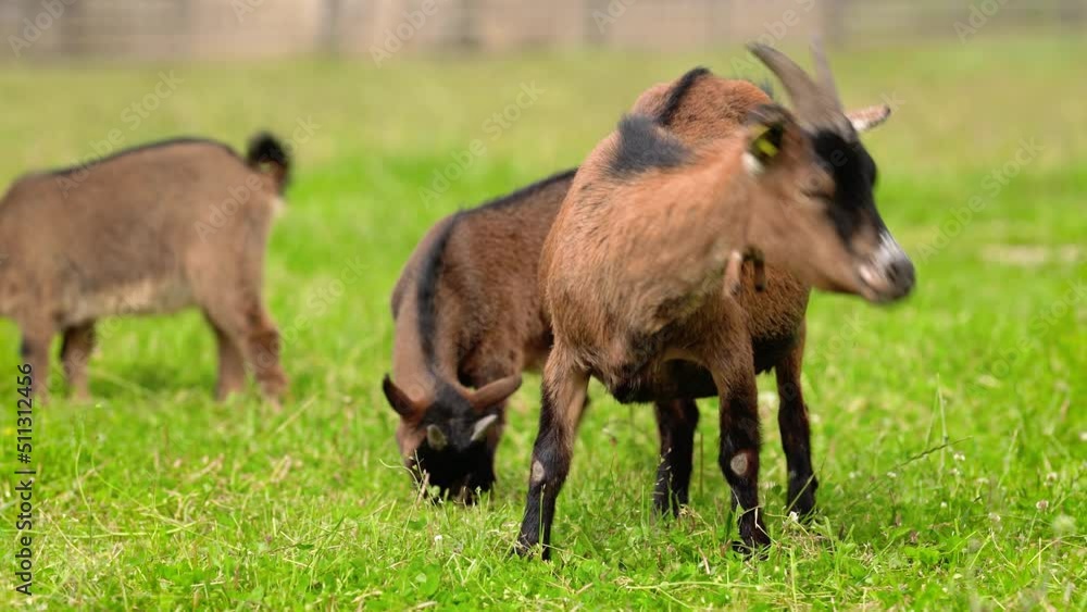 Small brown goat (Holland pygmy breed) kids grazing, eating grass, green meadow around Small brown goat (Holland pygmy breed) kids grazing, eating grass, green meadow around
