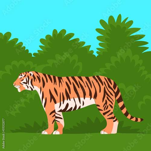 Bengal or Amur tiger. Big wild cat. Strong animal predator. Striped orange skin. Fauna and zoo. Flat vector illustration. Green jungle. Wildlife background