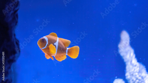 Colorful reef fish. Ocellaris clownfish, Amphiprion ocellaris, also known as the false percula clownfish or common clownfish photo