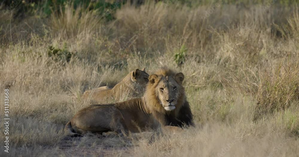 Close-up side view of beautiful male lion lying and looking at camera, lioness next to him Close-up side view of beautiful male lion lying and looking at camera, lioness next to him