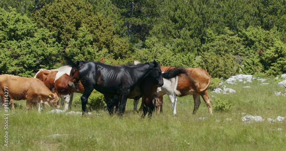 Cows and horses on the pastures of the Dinara mountain in Croatia Cows and horses on the pastures of the Dinara mountain in Croatia