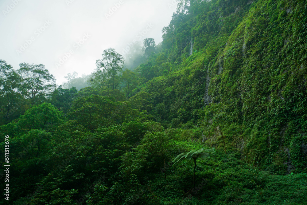A lush forest with a variety of refreshing greenery