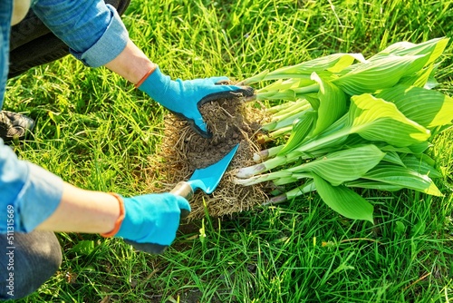 Εκτύπωση καμβά Close-up of spring dividing and planting bush of hosta plant