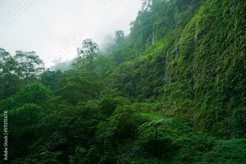 A lush forest with a variety of refreshing greenery