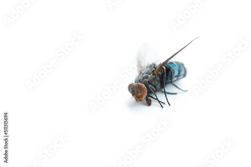 The domestic spit fly (Calliphora vomitoria) is a species of insect in the family Calliphoridae. Strongly pubescent on the back part. Belly blue, metallic shiny - damaged eye and slit back © Mina