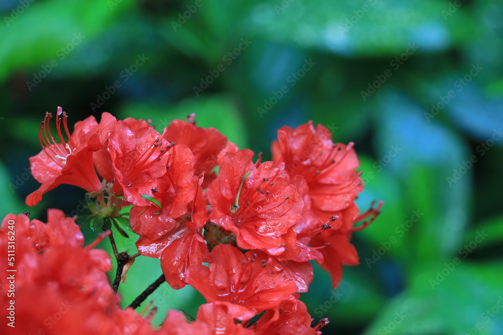 Beautiful pink flowers in Derreen Garden, Ireland. Beautiful pink flowers in Derreen Garden, Ireland.