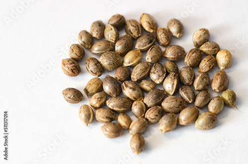 carefully selected cannabis seeds on white background