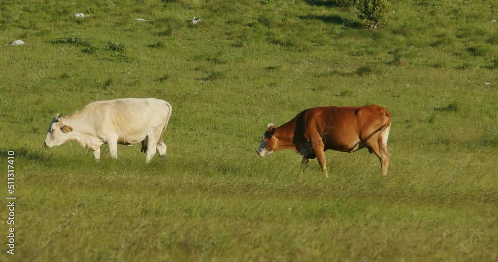 Cows and horses on the pastures of the Dinara mountain in Croatia Cows and horses on the pastures of the Dinara mountain in Croatia