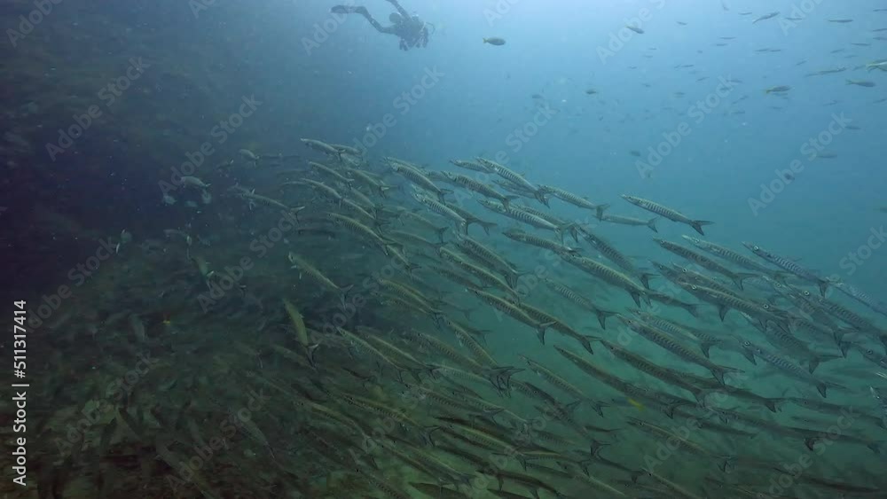 Under water film of a large Barracuda school of fish at sail rock island in southern Thailand - close to the ocean floor swimming close to the camera with diver in the backdrop Under water film of a large Barracuda school of fish at sail rock island in southern Thailand - close to the ocean floor swimming close to the camera with diver in the backdrop