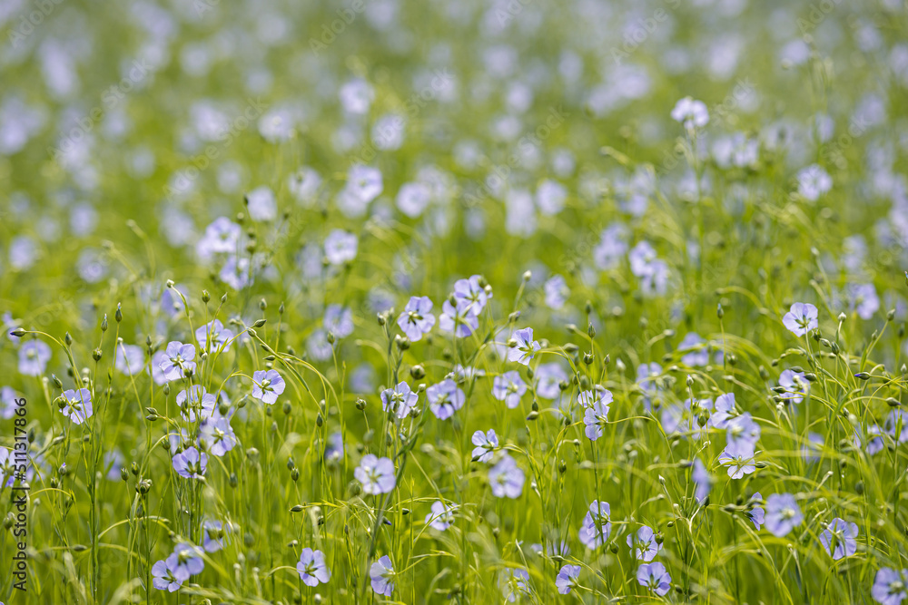 Close-up of pale blue common flax flowers among delicate green stems and buds. The photo was taken on a spring day in a Dutch field. The foreground is in focus.