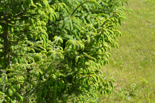 New green branches of a fir tree