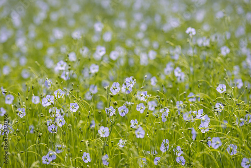 Close-up of pale blue common flax flowers among delicate green stems and buds. The photo was taken on a spring day in a Dutch field. The foreground is in focus.