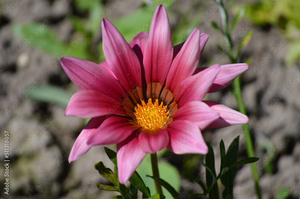 Obraz premium Closeup of a pink gazania flower