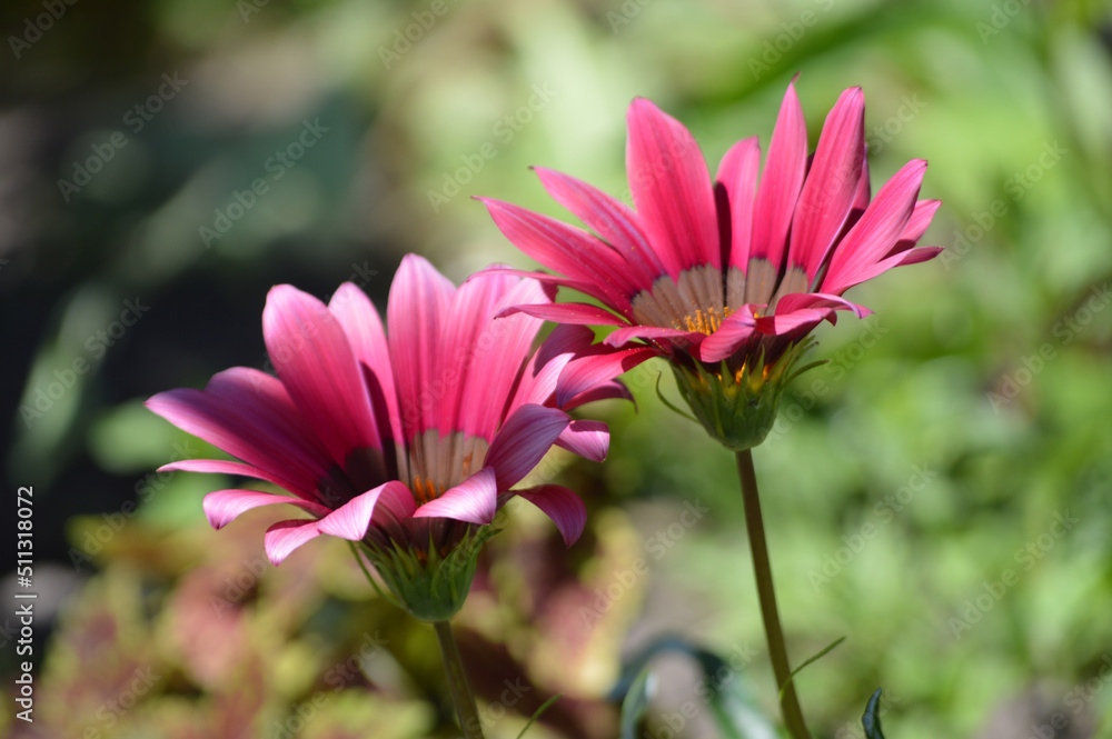 Closeup of pink gazania flowers Closeup of pink gazania flowers
