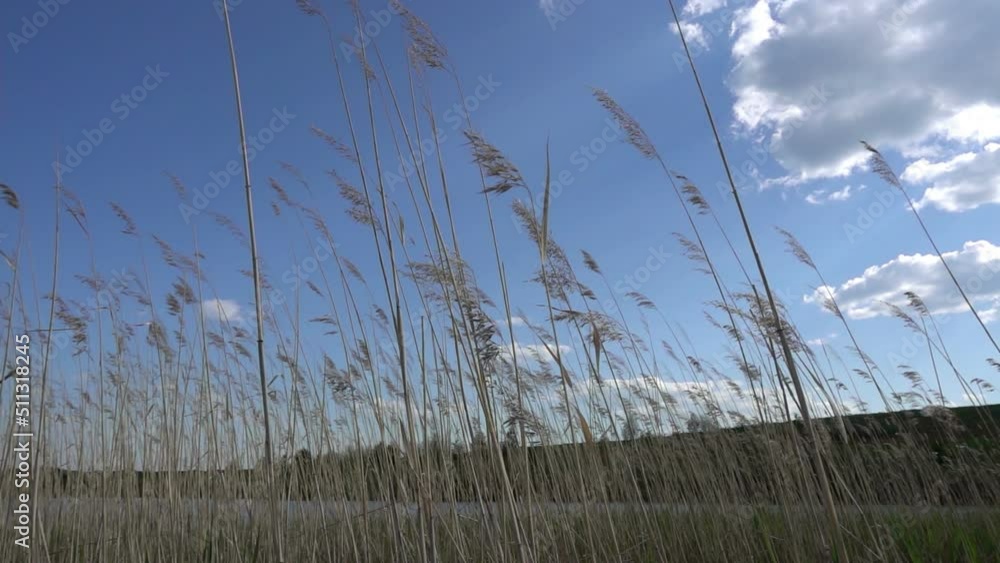 Reeds on the shore of the lake, sway in the wind, insects fly around Reeds on the shore of the lake, sway in the wind, insects fly around