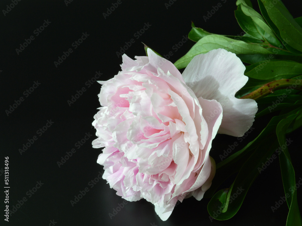 Light pink peony flower on the table Light pink peony flower on the table