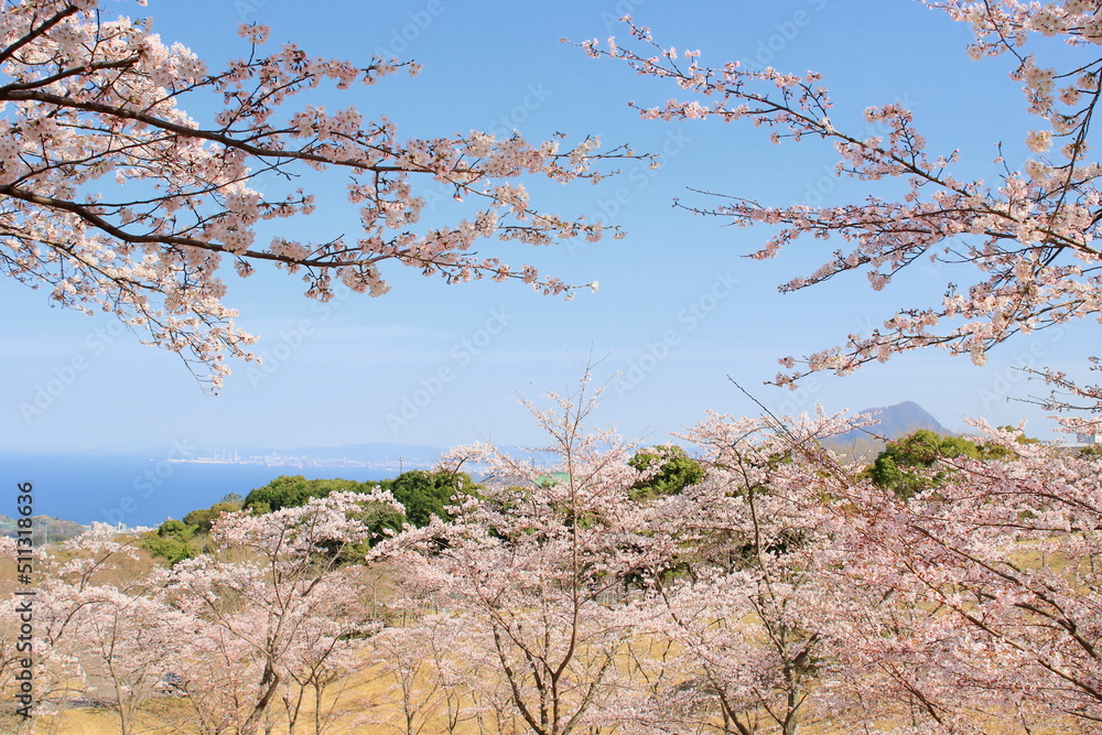 海岸線と桜
