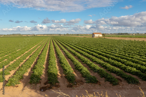 Fotografie, Tablou Large agricultural fields under a cloudy blue sky, Salvaterra de Magos, Portugal