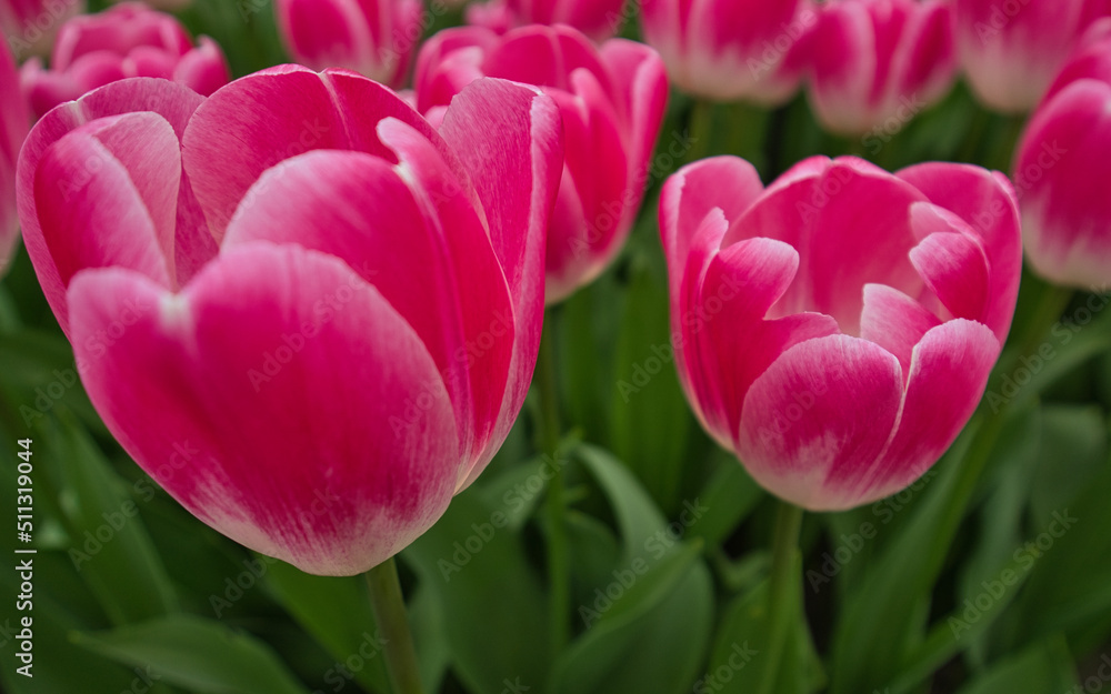 Obraz premium Nahaufnahme von weiß und rosa farbenen Tulpen