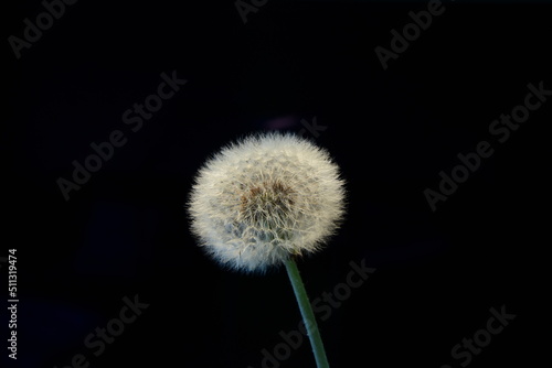 dandelion seeds on simple background