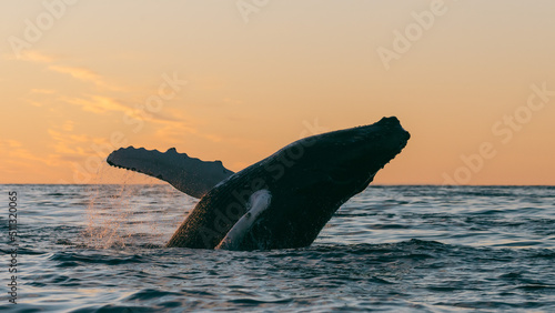 Humpback whale breaching and lob tailing during the never ending sunset around Iceland, in summer time on the feeding grounds