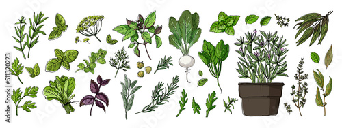 Food vector color herbs. Spices. Italian herb drawn black lines on a white background. Vector illustration. Basil, Parsley, Rosemary, Sage, Bay, Thyme, Oregano, Mint