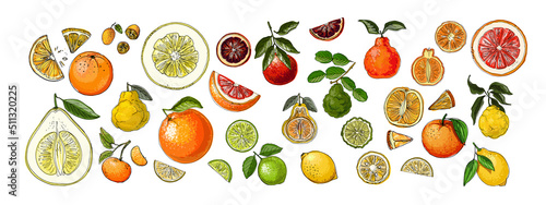 Fototapeta Naklejka Na Ścianę i Meble -  Food vector Citrus drawing of fruits. Kaffir lime, pomelo, grapefruit, orange