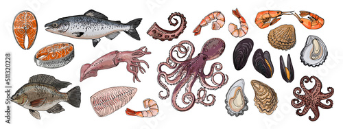 Food vector Sea drawing of food. Red and white fish, Tilapia, squid, salmon, oysters, mussels, shrimps, octopus