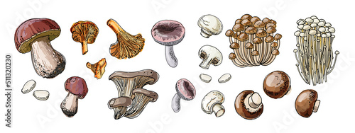 Food vector mushrooms. Autumn harvest wild mushrooms. Boletus edulis, chanterelles