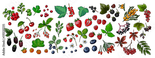 Food vector berries. Colored sketch of food products. Black currant, red currant, wild strawberry, wild strawberry, rosehip flowers, cherry, mountain ash, sea buckthorn, gooseberry