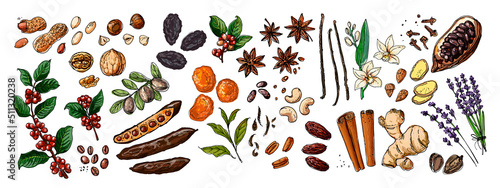 Food vector nuts, berries, herbs. Colored sketch products. Dates, peanuts, chocolate grains, almonds, aloe vera, vanilla, lavender, cinnamon, ginger, anise