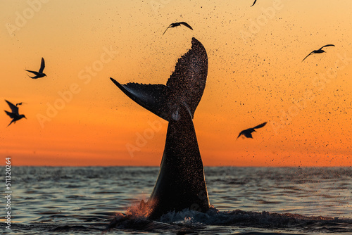 Fototapeta Naklejka Na Ścianę i Meble -  Humpback whale breaching and lob tailing during the never ending sunset around Iceland, in summer time on the feeding grounds