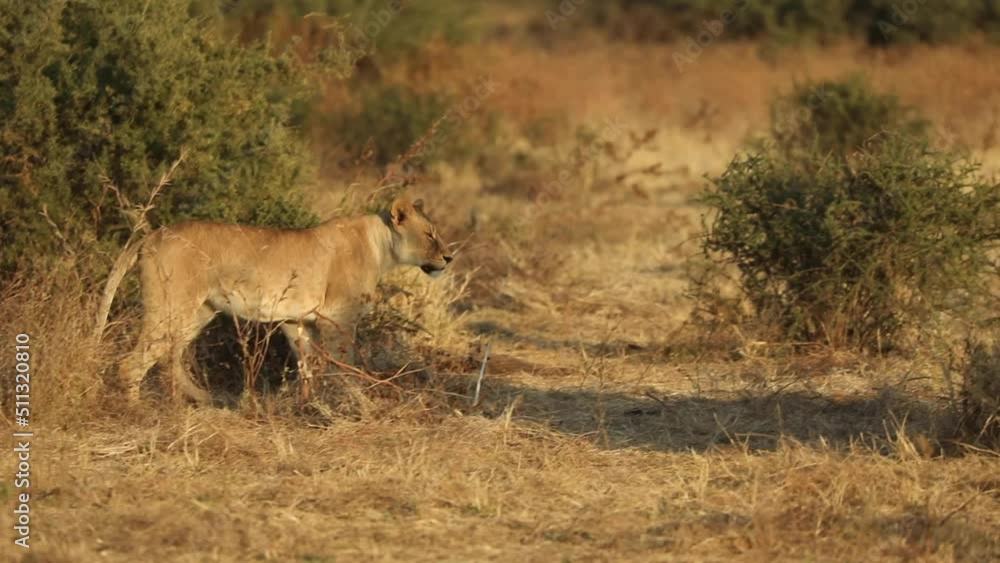 Wide shot of a lioness walking through the dry landscape of Mashatu in Botswana in golden light. Wide shot of a lioness walking through the dry landscape of Mashatu in Botswana in golden light.