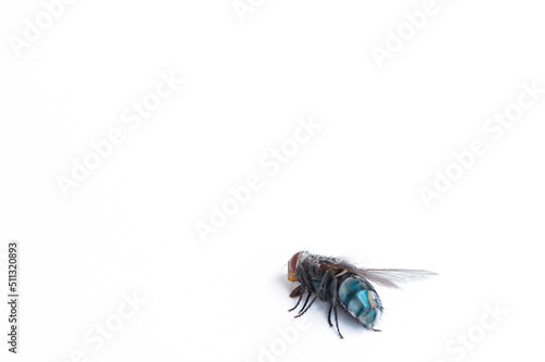 The domestic spit fly  Calliphora vomitoria  is a species of insect in the family Calliphoridae. Strongly pubescent on the back part. Belly blue  metallic shiny - damaged eye and slit back
