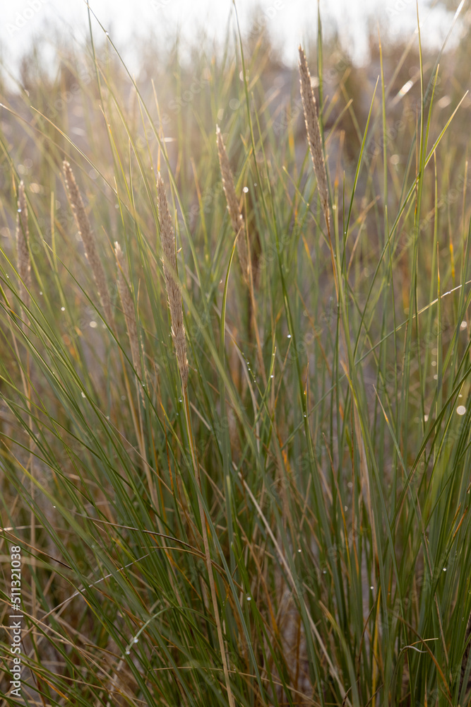 Dune grass as protection for the dune and also habitat for animals and insects.
