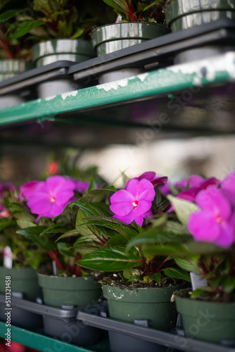 Flowers for sale at nursery
