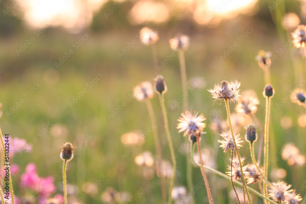 Field flowers with blurred background