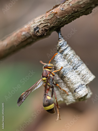 wasp on the nest