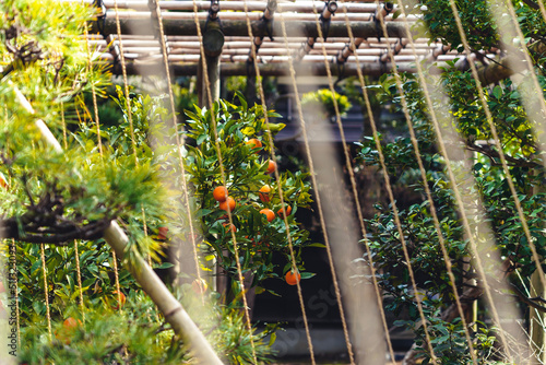 plants in greenhouse