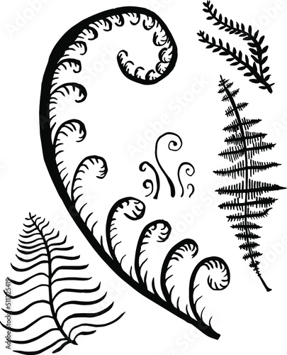 Vector drawing sprigs of fern plant set. Natural background. A simple drawing of a fern branch.
