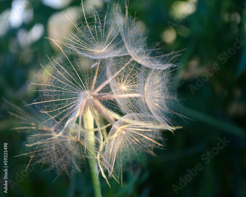 big dandelion