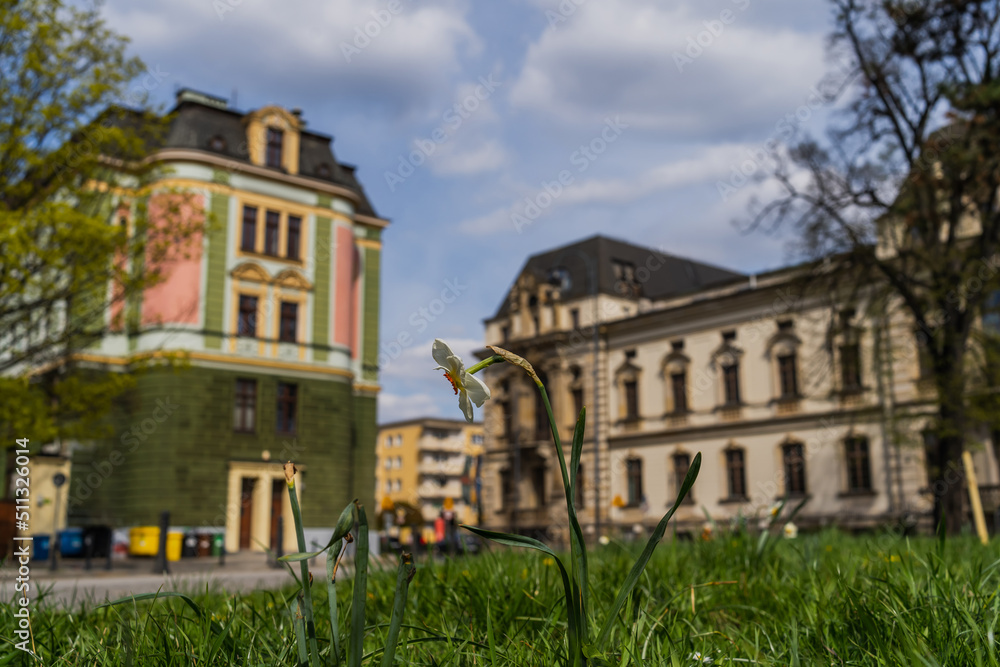 Narcissus flower in grass on blurred street in Wroclaw