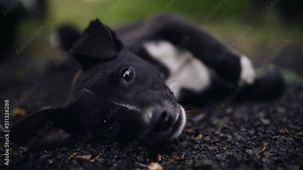 Fototapeta premium black and white puppy