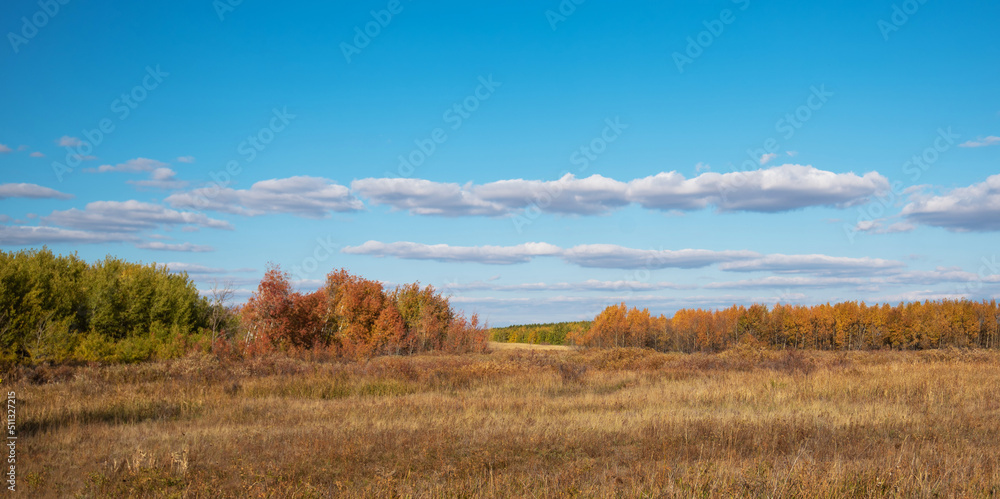 Late autumn and early winter period. Outdoor and nature. Bright autumn landscape with blue sky, yellow grass and trees.
