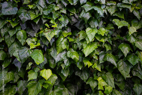 Canvas-taulu A wall overgrown with ivy