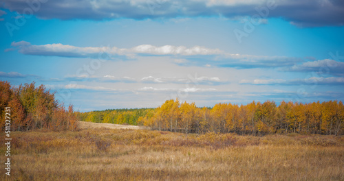 An autumn scenic view of a rural landscape. Meadow overgrown with dried grass and colorful autumn trees in the distance under a bright blue sky. Autumn landscape of Altai  Russia.