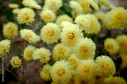 yellow chrysanthemums