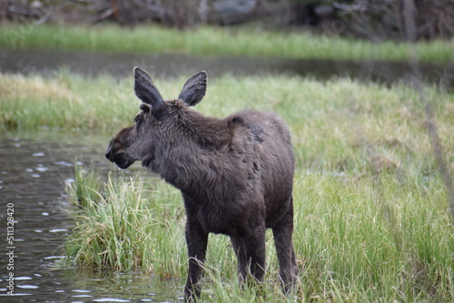 moose in the forest