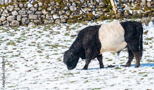 Hardy black and white Belted Galloway bull