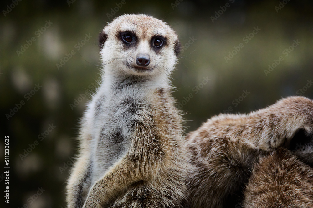 Obraz premium ミーアキャット